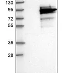 Merck Anti-CCDC170 antibody produced in rabbit