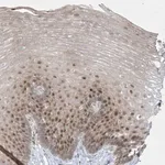 Merck Anti-BHLHE40 antibody produced in rabbit