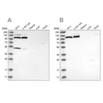 Merck Anti-MTHFD1L antibody produced in rabbit