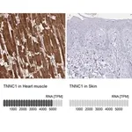 Merck Anti-TNNC1 antibody produced in rabbit