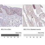Merck Anti-BCL11A antibody produced in rabbit