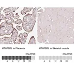 Merck Anti-MTHFD1L antibody produced in rabbit