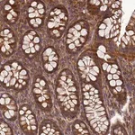 Merck Anti-BECN1 antibody produced in rabbit