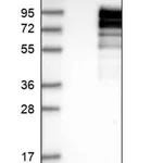 Merck Anti-TJAP1 antibody produced in rabbit