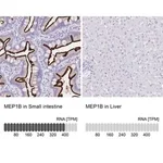 Merck Anti-MEP1B antibody produced in rabbit