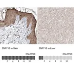 Merck Anti-ZNF710 antibody produced in rabbit