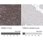 Merck Anti-PSMB10 antibody produced in rabbit