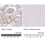 Merck Anti-CGNL1 antibody produced in rabbit