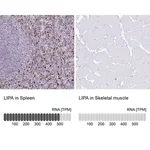 Merck Anti-LIPA antibody produced in rabbit