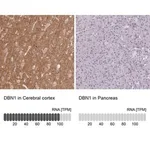Merck Anti-DBN1 antibody produced in rabbit