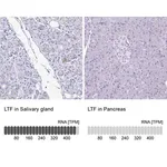 Merck Anti-LTF antibody produced in rabbit