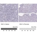 Merck Anti-GNLY antibody produced in rabbit