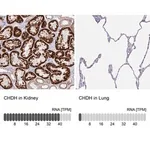 Merck Anti-CHDH antibody produced in rabbit