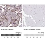 Merck Anti-MYH10 antibody produced in rabbit
