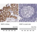 Merck Anti-BHMT antibody produced in rabbit