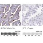 Merck Anti-SNTN antibody produced in rabbit