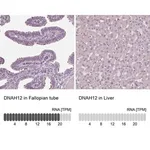 Merck Anti-DNAH12 antibody produced in rabbit