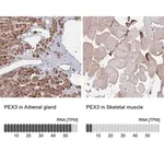 Merck Anti-PEX3 antibody produced in rabbit