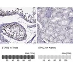 Merck Anti-STAG3 antibody produced in rabbit