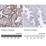 Merck Anti-SLC2A1 antibody produced in rabbit