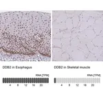 Merck Anti-DDB2 antibody produced in rabbit