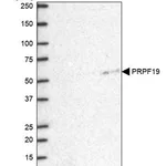 Merck Anti-PRPF19 antibody produced in rabbit