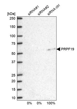 Merck Anti-PRPF19 antibody produced in rabbit