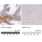 Merck Anti-SMTN antibody produced in rabbit
