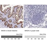 Merck Anti-MAOA antibody produced in rabbit