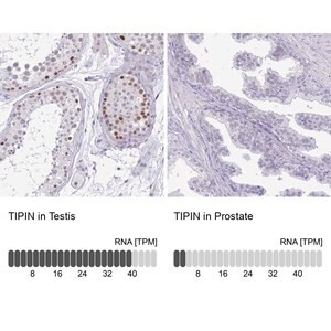Merck Anti-TIPIN antibody produced in rabbit