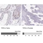 Merck Anti-TIPIN antibody produced in rabbit