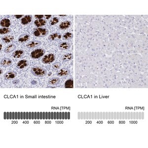 Merck Anti-CLCA1 antibody produced in rabbit