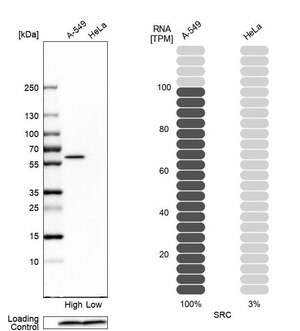Merck Anti-SRC antibody produced in rabbit