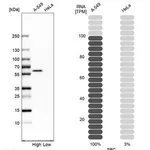 Merck Anti-SRC antibody produced in rabbit