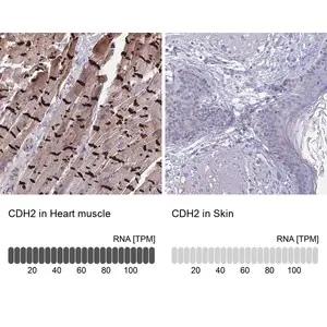 Merck Anti-CDH2 antibody produced in rabbit