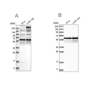 Merck Anti-BSDC1 antibody produced in rabbit