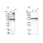 Merck Anti-BSDC1 antibody produced in rabbit