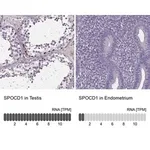 Merck Anti-SPOCD1 antibody produced in rabbit