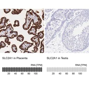 Merck Anti-SLC2A1 antibody produced in rabbit