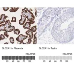 Merck Anti-SLC2A1 antibody produced in rabbit
