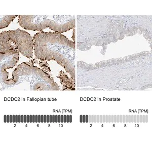 Merck Anti-DCDC2 antibody produced in rabbit