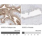 Merck Anti-DCDC2 antibody produced in rabbit