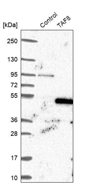 Merck Anti-TAF8 antibody produced in rabbit