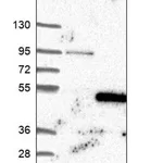 Merck Anti-TAF8 antibody produced in rabbit