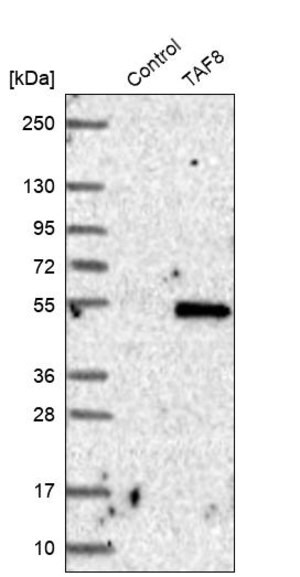Merck Anti-TAF8 antibody produced in rabbit
