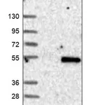 Merck Anti-TAF8 antibody produced in rabbit