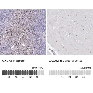 Merck Anti-CXCR2 antibody produced in rabbit