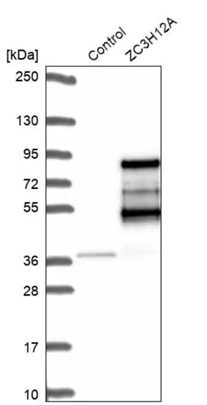 Merck Anti-ZC3H12A antibody produced in rabbit