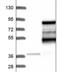 Merck Anti-ZC3H12A antibody produced in rabbit