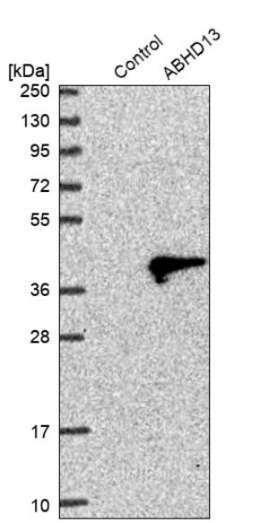 Merck Anti-ABHD13 antibody produced in rabbit